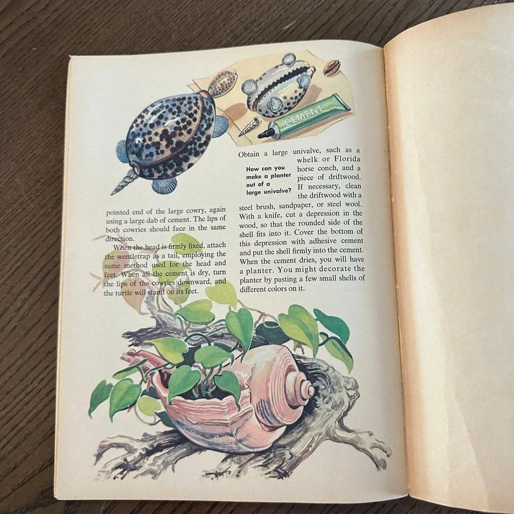 Vintage How & Why Wonder Book of Sea Shells Softcover Retro Nature Illustration